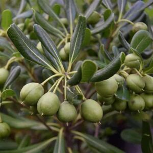 Pittosporum tobira 150-175 cm